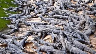 Croc Farm Ivato: 10,000 crocodiles ready to be turned into a kebab or handbag