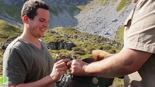 Murmeljagd in den Bergen Vorarlberg's