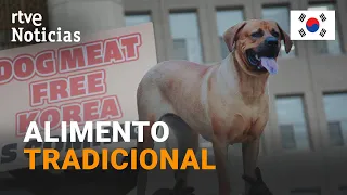 COREA DEL SUR: APRUEBA PROHIBIR el COMERCIO y CONSUMO HUMANO de CARNE de PERRO para 2027 | RTVE