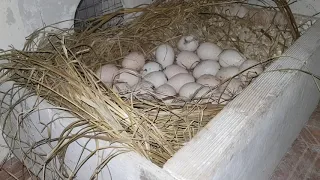 Обустройство индюшиного гнезда.Сколько яйц можно положить под индюшку!