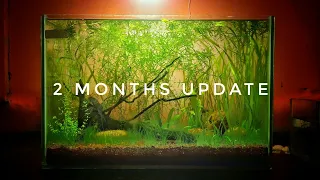 2 Months Update- Aquascaping for beginners | Low tech aquascape | Aquascape using Garden soil.