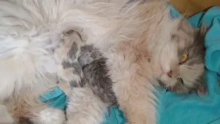 Mother Cat Feeding Milk to Her Newborn Kittens Who Are Finally Drinking Milk