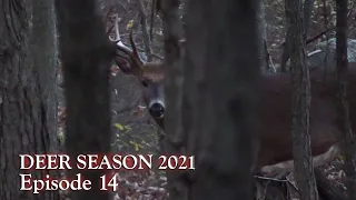 FULL DRAW on a BIG MOUNTAIN BUCK! - Pennsylvania Public Land Archery Deer Hunting 2021! - Ep 14