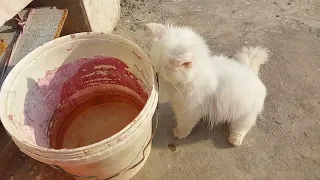 Cat Silky Planning To Jump In The Bucket For A Quick Shower