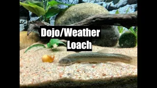 Dojo/Weather Loach - Care Guide