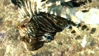 Why do we remove invasive lionfish?