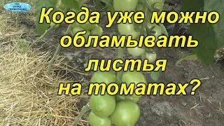 Не пропустите- пора ломать листья на томатах!