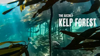 THE SECRET KELP FOREST BEACHES OF CAPE TOWN. Freediving in Simons town. Snorkel beaches in Cape Town