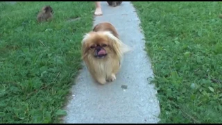 Moje małe pekińczyki / Pekingese