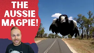 Rob Reacts to... Everything you wanted to know about AUSTRALIAN MAGPIES!