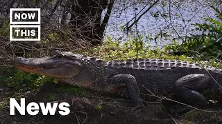 ‘Meth Gators’ Lead to Police Warning in Tennessee | NowThis