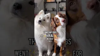 My dogs biggest VIRAL MOMENTS ✨ SO CUTE! #dog #cuteanimals #australianshepherd #samoyed #puppy