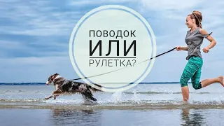 Что лучше выбрать поводок или рулетку?