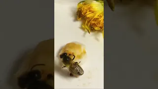 Чем Отличается Медоносная Пчела от Земляной Пчелы Андрены? Найди Десять Отличий! Чем похожи?