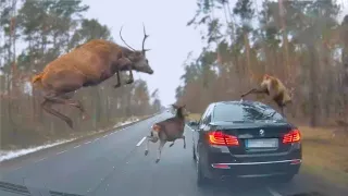 15 Most Incredible Encounters With Wild Animals on the Road 2023