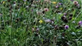 Ravel "Pavane pour une infante défunte" (arr. for kantele)