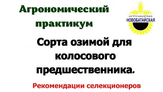 Сорта озимой по колосовому предшественнику.