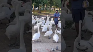 Hungry Swans