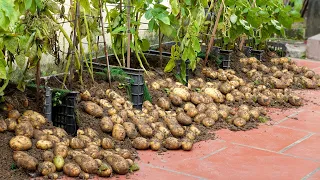 Too Surprised! How I Make Potatoes For Lots of Tubers, Simple But Productive