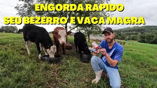 Como Engordar Vaca Magra e Bezerro Magro/Remédio para Engorda de Bovinos/Modificador Orgânico