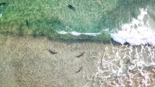 SHARK FEEDING FRENZY on the Beach in 4K!!! | Florida Mullet Run | Shark Drone Video