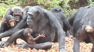 Little Joey mit seiner Mutter Little Jane beim Fressen