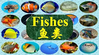 25 Popular Fish with pictures and video, names in English and Chinese 鱼类 英文中文名称