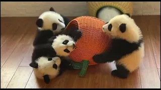 Panda Babies Part 1 #cute #lovely #baby #panda #pandababy #foryou #viral #fyp #trending #babypanda