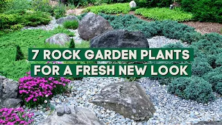 7 Plants for a Rock Garden that Will Give Your Home a Fresh New Look ✨👌