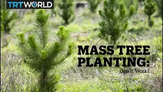 MASS TREE PLANTING: Can It Work?