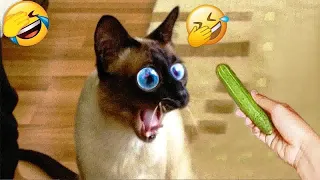 😻😂 Funny Dog And Cat Videos 🙀😻 Funny Animal Videos #15