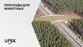 В РБ на участке трассы М-12 Дюртюли - Ачит построят 9 переходов для прогона скота и сельхозтехники