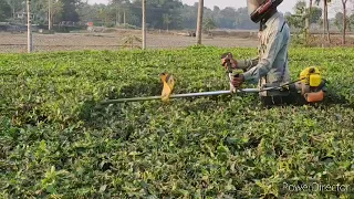 Kisan power tea pruner machine