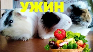 РАЦИОН МОРСКИХ СВИНОК. СОЧНЫЙ КОРМ / SvinkiOnline