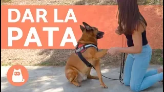 Cómo enseñar a un perro a DAR LA PATA - Trucos para perros