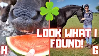 Look what I found! 😱| Watermelon for the ponies | The horses are in the meadow | Friesian Horses