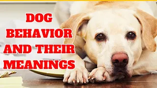 9 Key Dog Behaviors and their Meanings | Understanding your Pet