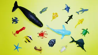 Collect 7 Sea Animals Clown Fish, Hammerhead Shark, Orca Whale, Hermit Crab, Goblin Shark, Sailfish