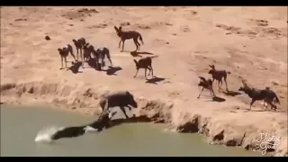 How pig escapes from pack of Hyena and crocodile