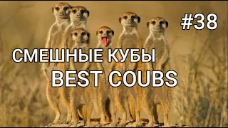 СМЕШНЫЕ КУБЫ #38-СМЕШНЫЕ ЖИВОТНЫЕ 2022-ПРИКОЛЫ-Funny Animals Videos Compilation - Funniest Animals