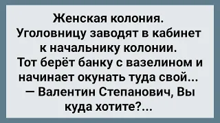 Уголовницу Завели в Кабинет к Начальнику Колонии! Сборник Свежих Анекдотов! Юмор!