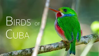 Chasing Endemic Avifauna: A 24-hour Birding Adventure | Birds of Cuba