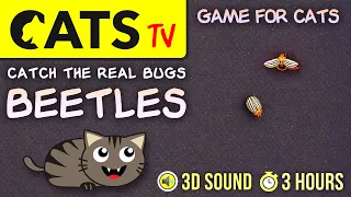 GAME FOR CATS - Real Beetles Bugs 🪲 [CATS TV] 3 hours of entertainment for cats