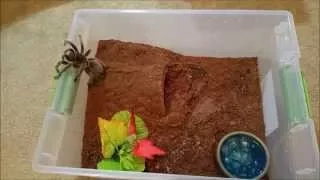 Why Rose Hairs Don't Make Good First Tarantulas