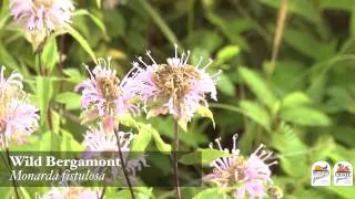 Top 10 Pollinator Plants