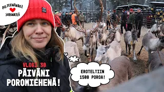 INARI LAPIN OIKEISSA TÖISSÄ - PÄIVÄNI POROMIEHENÄ #vaihtovuosisodankylässä vlogi 30