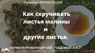 Ферментация малины: скручивание листа.