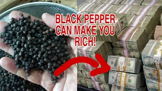 BLACK PEPPER CAN MAKE YOU RICH! - APPLE PAGUIO7