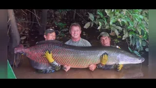 arapaima...