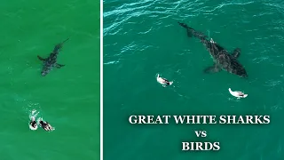 Great White Sharks Vs Birds: A Collection of Incredible Encounters